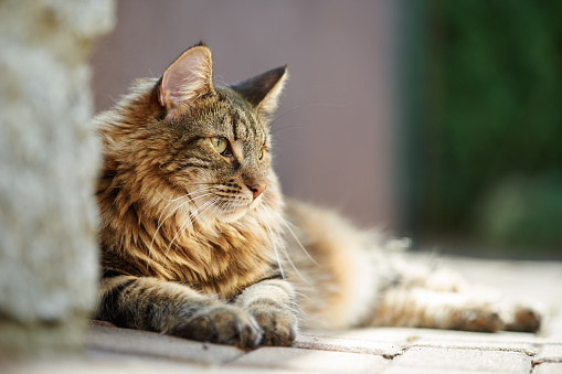 Norwegian forest cat enjoys the sun at afternoon.