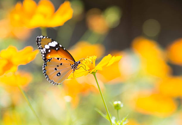 istock Yellow Butterfly sucking nectar from flowers 486699876