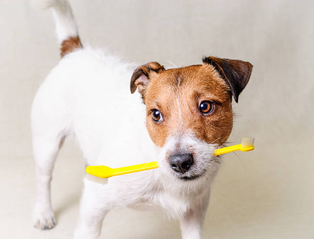 istock Think about dog's teeth health 486700250