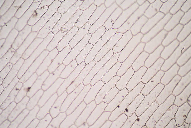 istock microscopic view of the leaf surface showing plant cells. 486700732