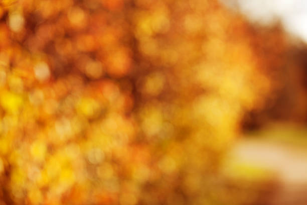 istock Autumn, fall background. Gold abstract bokeh defocused lights bl 486701640