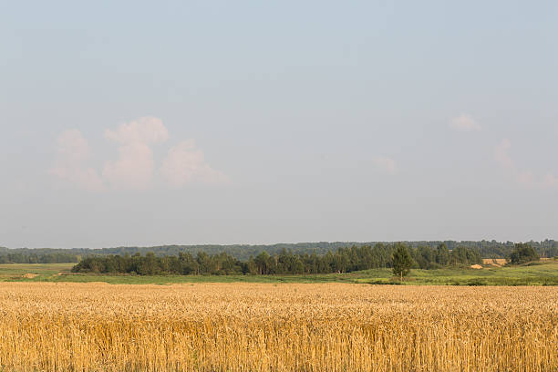 поле пшеницы с солнечным сельских районов в лето - kansas wheat bread midwest usa стоковые фото и изображения