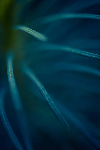 istock Green plant close up. Abstract bacground. Soft Focus, SDOF. 486701972