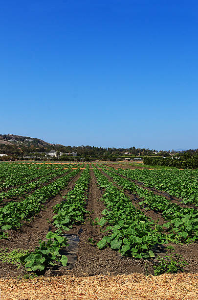 летний сквош рядов на ферме - plowed field field fruit vegetable стоковые фото и изображения