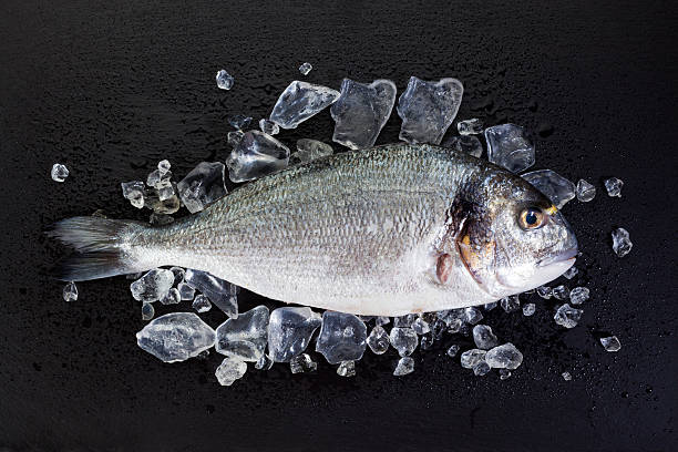 istock Raw Dorade with crushed ice on slate 486702216
