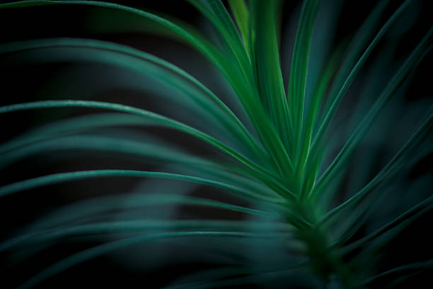istock Green plant close up. Abstract bacground. Soft Focus, SDOF. 486702484