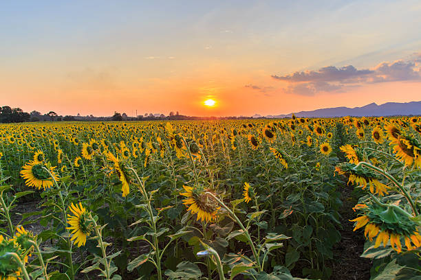 istock beautiful sunflowers in spring field 486702536