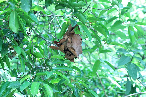 istock Brown ant nests on trees, dense foliage 486702742