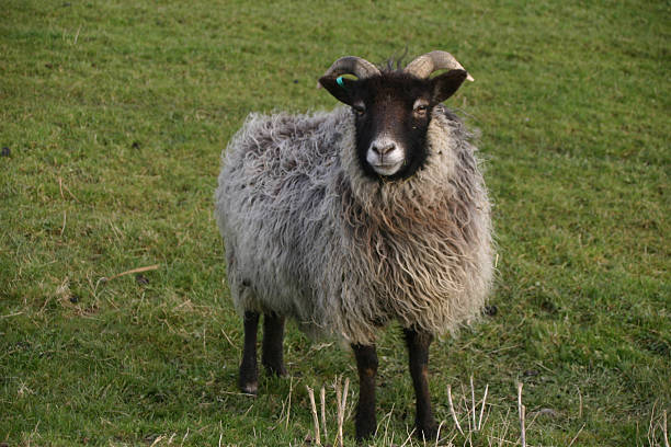 istock Horned sheep with a black head and legs 486702754