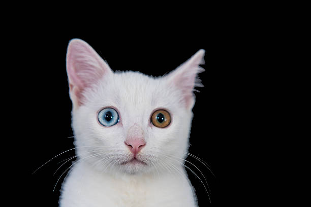 istock Uniqueness White Cat with Green and Blue Eyes 486702946
