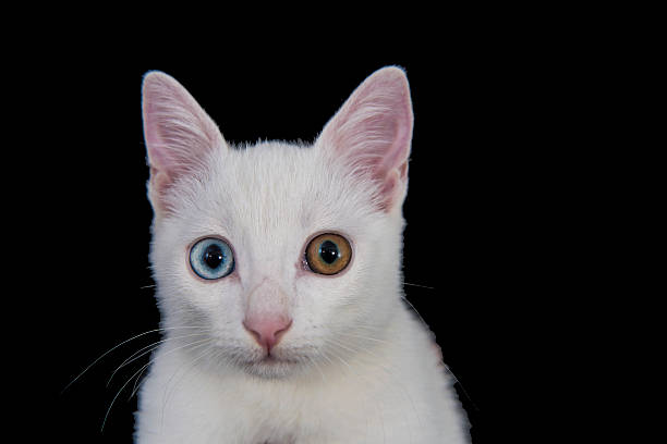 istock Uniqueness White Cat with Green and Blue Eyes 486703356