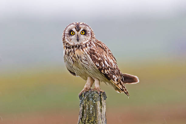 istock Perched Short-eared Owl, Asio flammeus 486703572