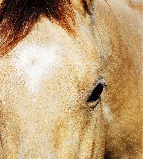 istock Close-up Buckskin Horse Head 486704244