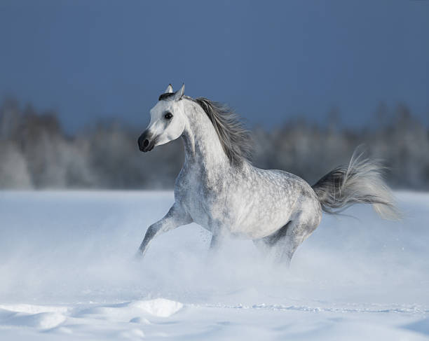 istock Galloping grey arabian horse on snow field 486704752