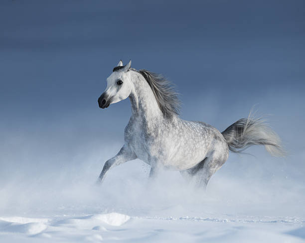 istock Purebred  grey arabian horse galloping over meadow in snow 486704914