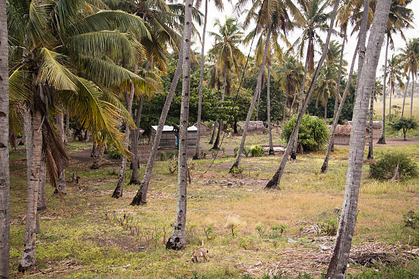 African village with typical straw huts between palm trees in Praia do Tofo in Inhambane, Mozambique