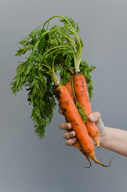 istock Hand holding organic fresh carrots 486705370
