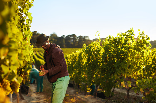 People working in vineyard. Workers harvesting grapes from rows of vines in grape farm.
