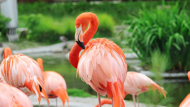 istock Pink flamingo in foreground 486706346