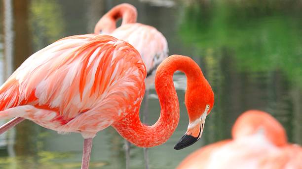 istock Pink flamingo in foreground beding head 486706410