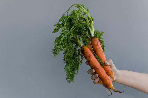 istock Hand holding organic fresh carrots 486706962