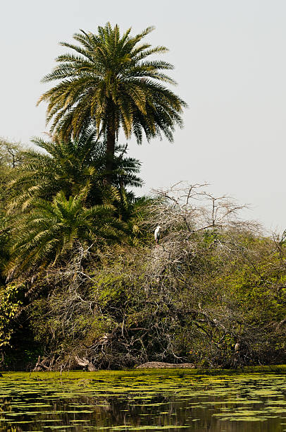 istock Keoladeo National Park 486707422