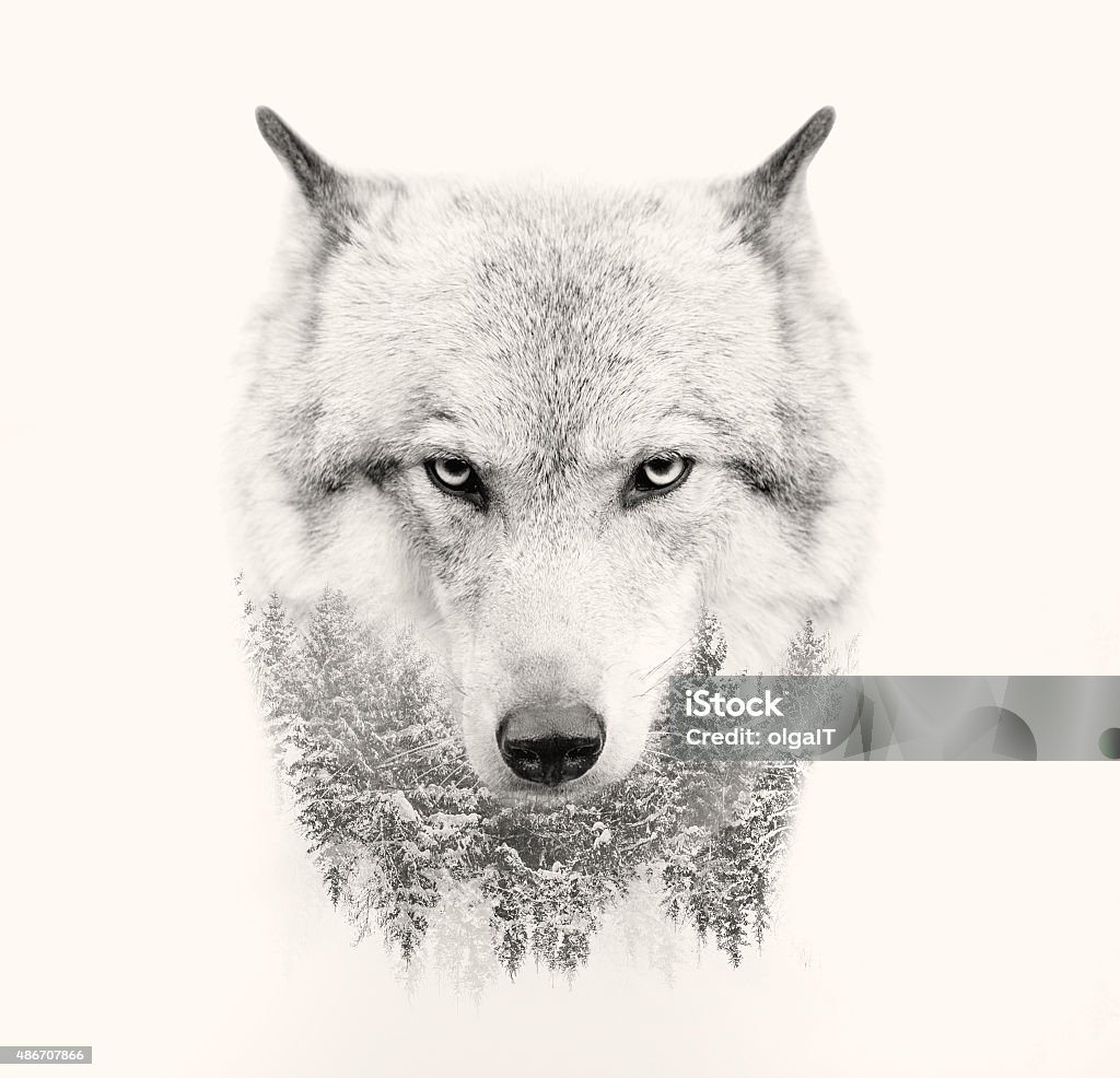 wolf face on white background double exposure The wolf face on white background double exposure Wolf Stock Photo