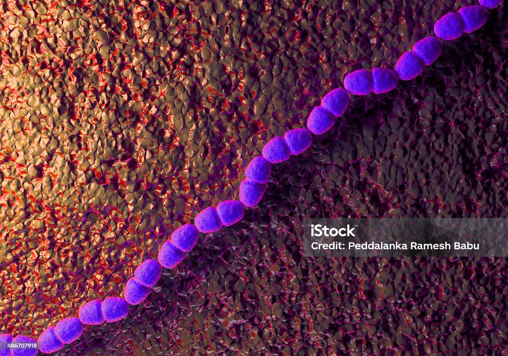 Enterococcus faecalis bacteria  or  Streptococcus faecalis bacteria Enterococcus faecalis bacteria  known as Streptococcus faecalis. These bacteria are rounded or oval-shaped cocci, seen here typically forming chains of cells Enterococcus Stock Photo