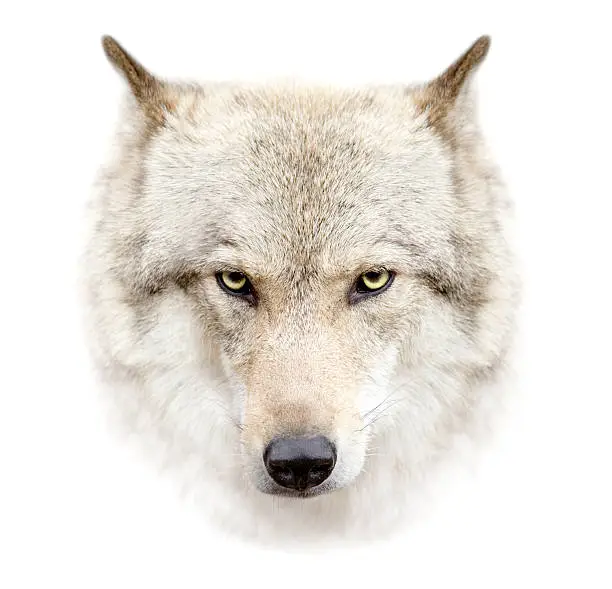 Photo of wolf face on white background