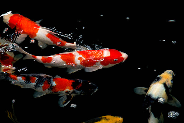 Karp Fancy Koi – zdjęcie