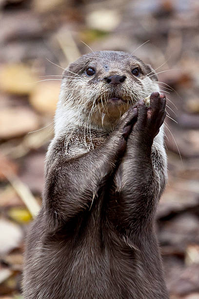 Clapping Otter Picture of an otter taken in the new forest new forest photos stock pictures, royalty-free photos & images