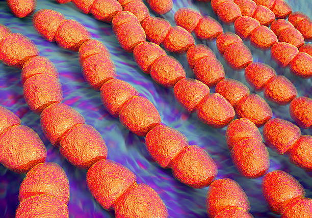 Enterococcus faecalis bacteria  or  Streptococcus faecalis bacteria Enterococcus faecalis bacteria  known as Streptococcus faecalis. These bacteria are rounded or oval-shaped cocci, seen here typically forming chains of cellsEnterococcus faecalis bacteria  known as Streptococcus faecalis. These bacteria are rounded or oval-shaped cocci, seen here typically forming chains of cells animal digestive system stock pictures, royalty-free photos & images