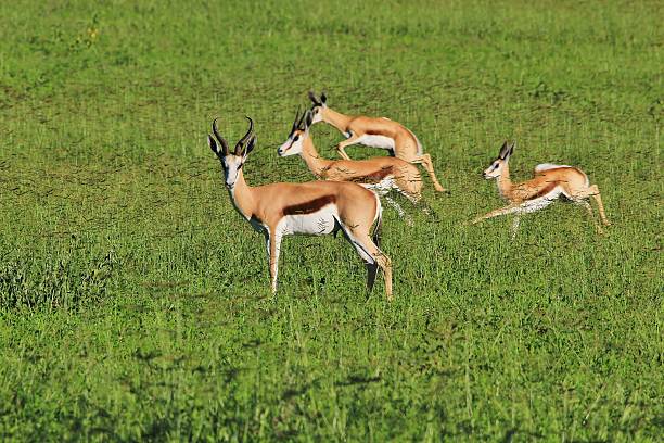 Springbok-fundo de vida selvagem e ação na África - foto de acervo