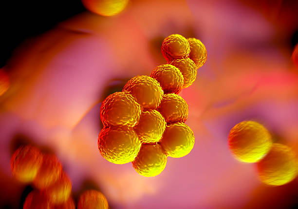 superbug bacteria or Staphylococcus aureus (MRSA) bacteria superbug bacteria or Staphylococcus aureus (MRSA) bacteria aureus stock pictures, royalty-free photos & images