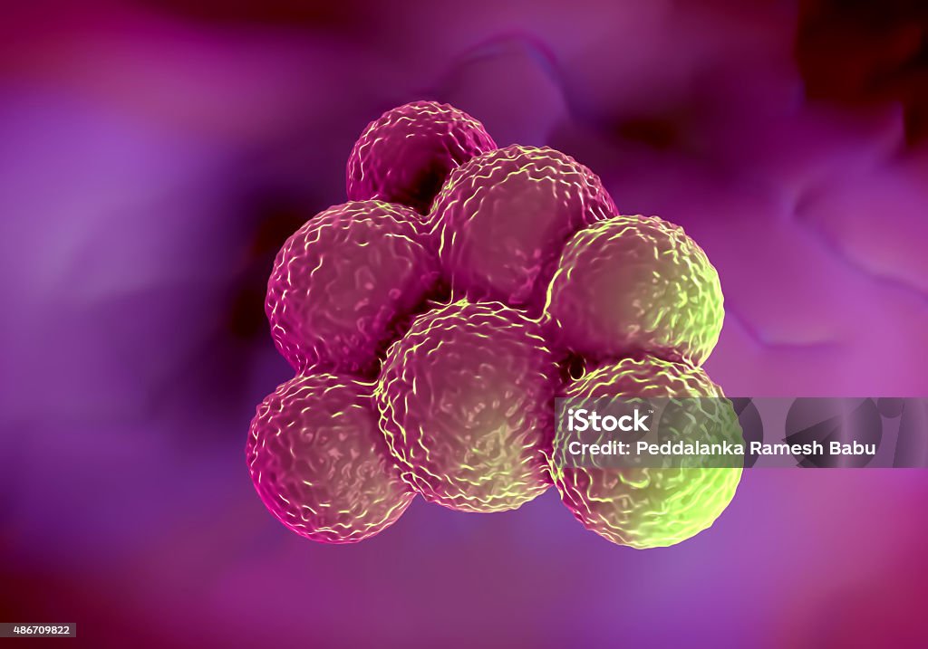 Staph Bug Superbug Bacteria Or Staphylococcus Aureus Bacteria Stock Photo ...