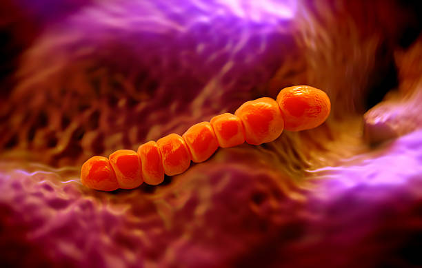 Streptococcus pneumoniae, or pneumococcus Streptococcus pneumoniae, or pneumococcus, is Gram-positive coccus shaped pathogenic bacteria which causes many types of pneumococcal infections in addition to pneumonia. endocarditis stock pictures, royalty-free photos & images