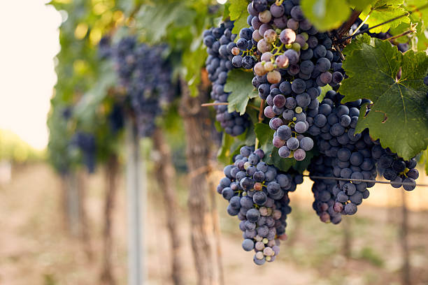 istock Branch of red wine grapes 486710434