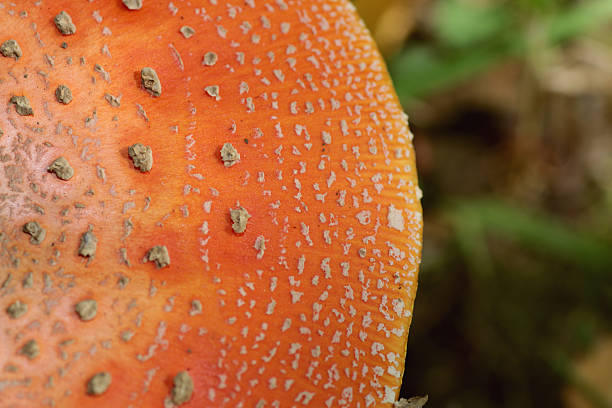 istock Red poisonous mushroom in the field 486710442