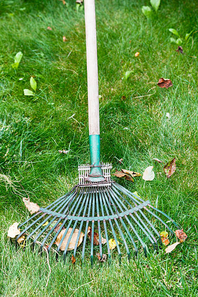 istock cleaning of leaf litter from lawn by rake 486710444
