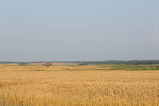 поле пшеницы с солнечным сельских районов в лето - kansas wheat bread midwest usa стоковые фото и изображения