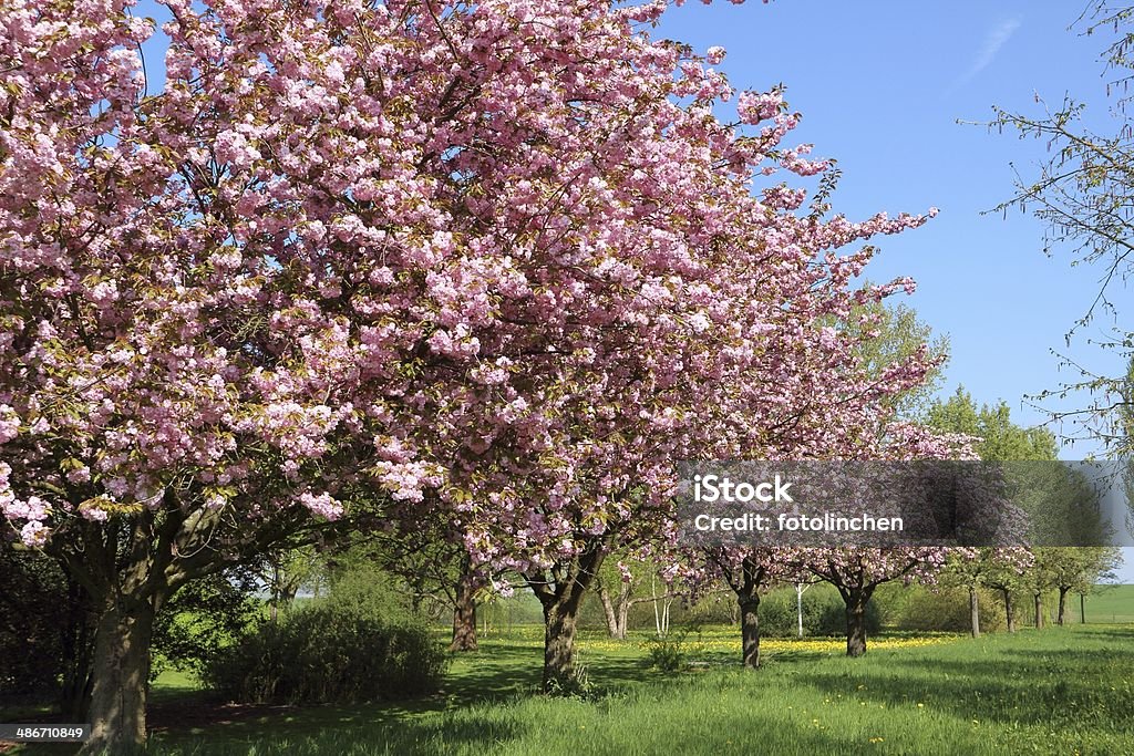 Wiosna Kwiatów Wiśni - Zbiór zdjęć royalty-free (Bez ludzi)