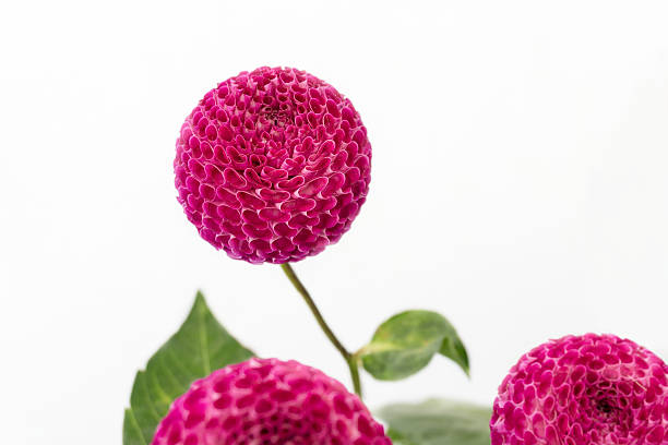 istock Purple dahlias 486710850
