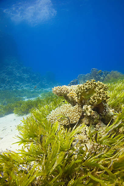 istock Underwater Landscape,The Red Sea, Egypt 486711111