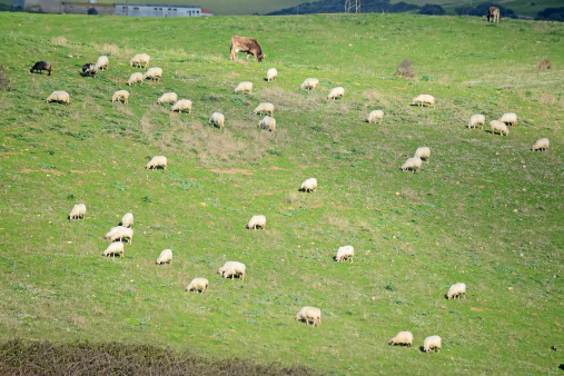 sheep and cow grazing in a green field