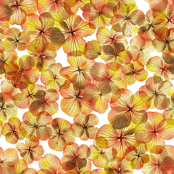 istock Seamless Autumn Flowers 486711324