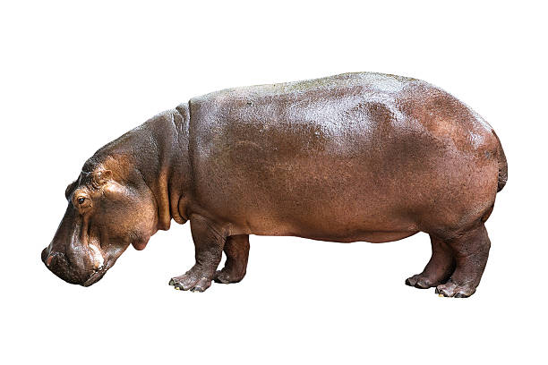 hippopotamus isolated on white background stock photo