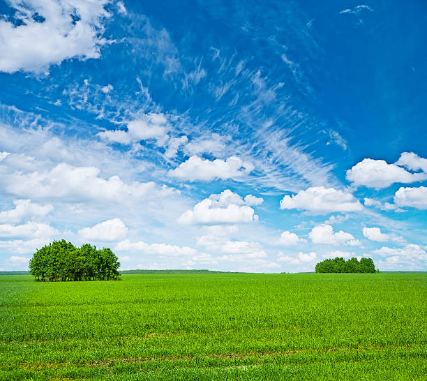 istock green field with trees and blue sky 486711493
