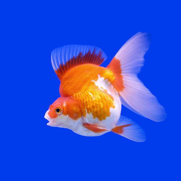 istock goldfish in the aquarium 486712032