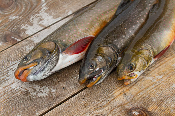 Three beautiful wild-caught salmon stock photo