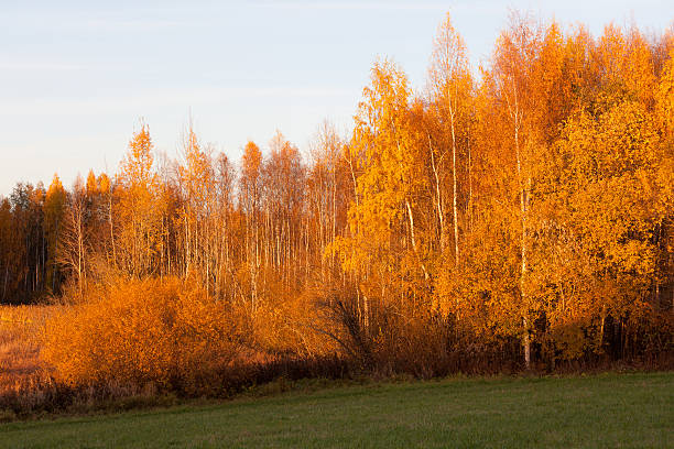 istock Nature landscape in autumn colors 486712704